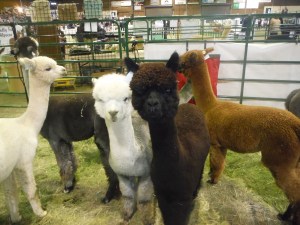 As for now, the closest I get to camelids is the annual Alpacamania