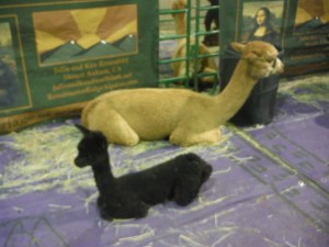alpacamania 009