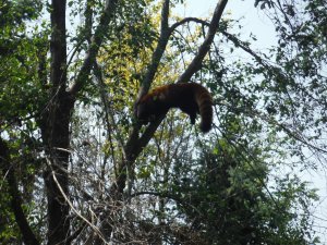Does this red panda that I saw at the Columbus Zoo count?