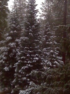 IMG_20141123_075252_956