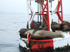 Newport Beach 11 013