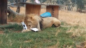 August 2017: Lion Sleepover at Wildlife Safari