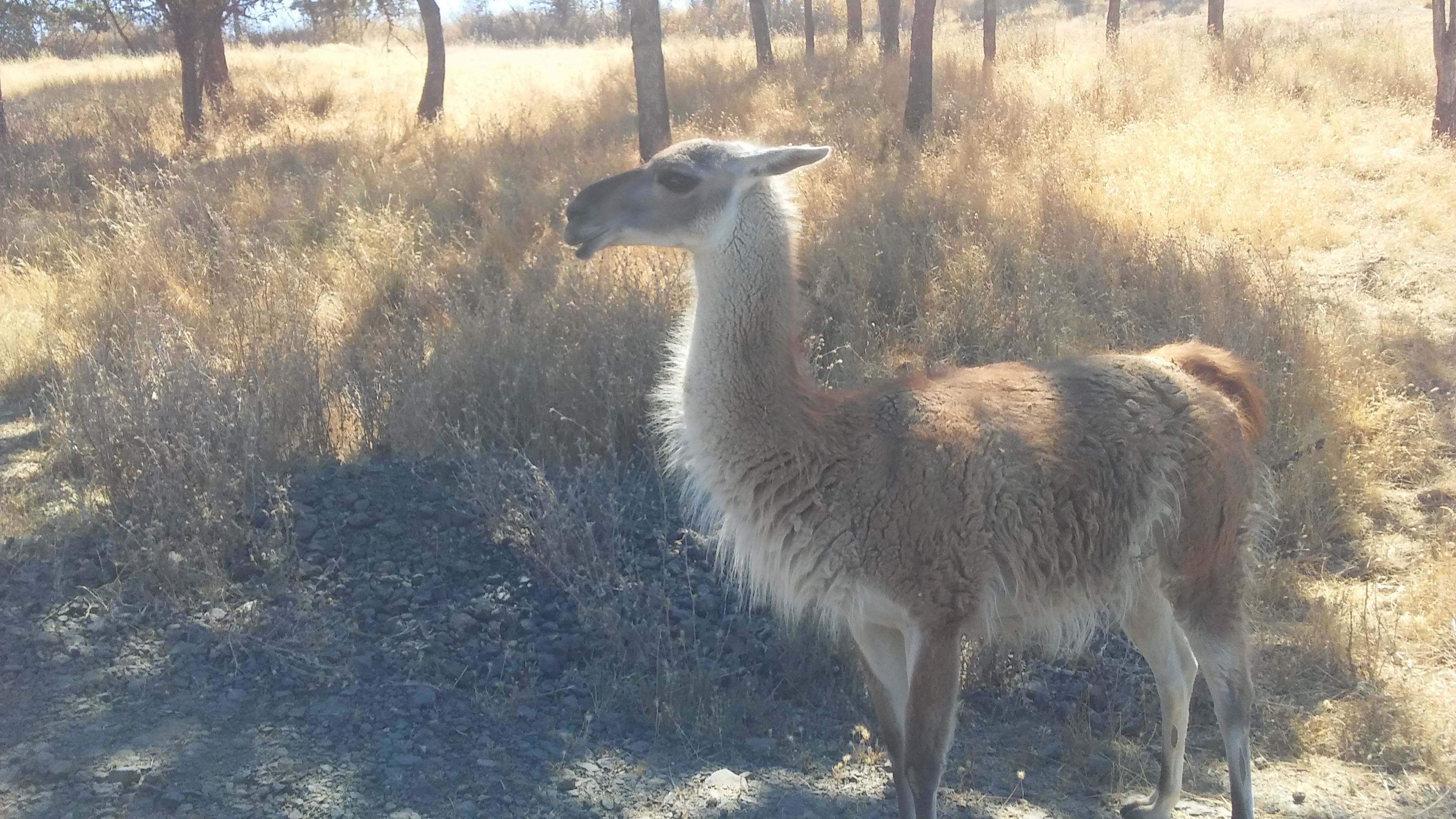 Wildlife Safari Guanaco